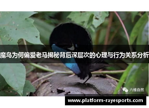 魔鸟为何偏爱老马揭秘背后深层次的心理与行为关系分析